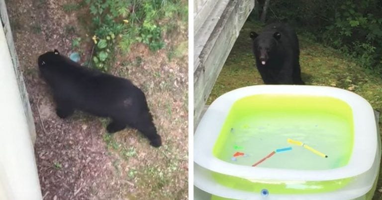 Un osezno se cuela en una casa para darse un bañito