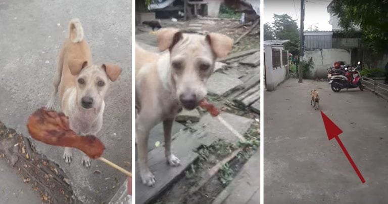 Le dan comida a una perra callejera y en vez de comérsela hace algo genial