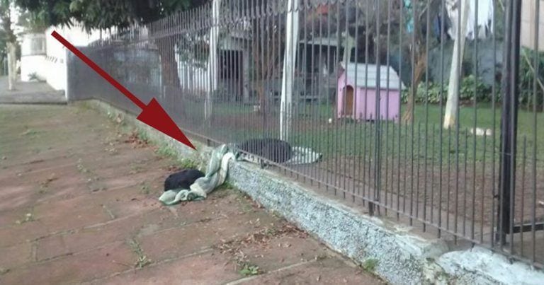 Una perra enseña una valiosa lección a su humana