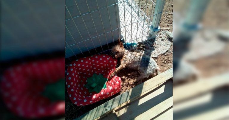 Una perrita abandonada muere por calor delante de la protectora