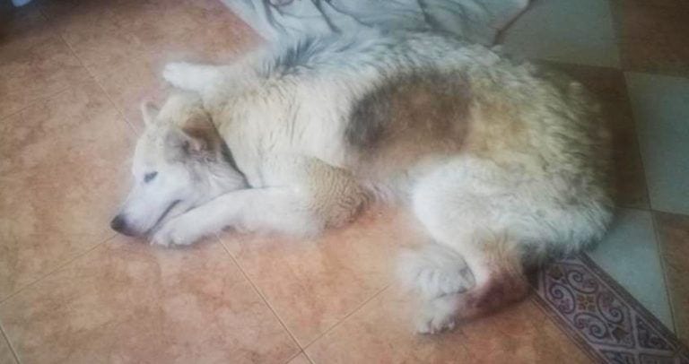 La solidaridad de las personas ha conseguido salvarle la vida a una perrita