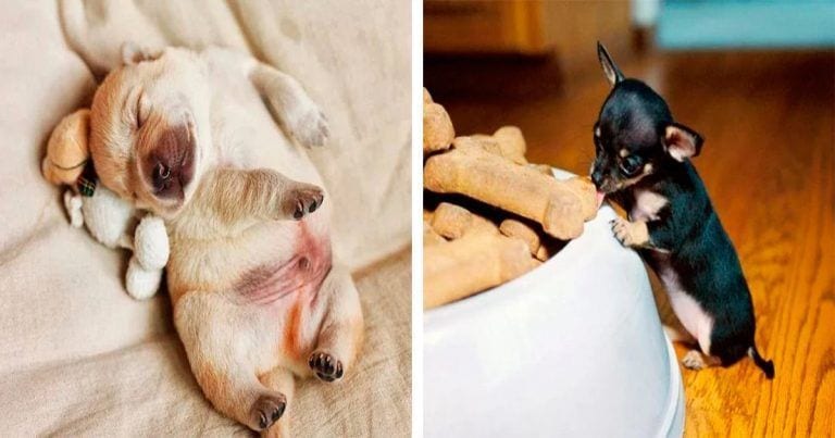 10 cachorros diminutos y adorables
