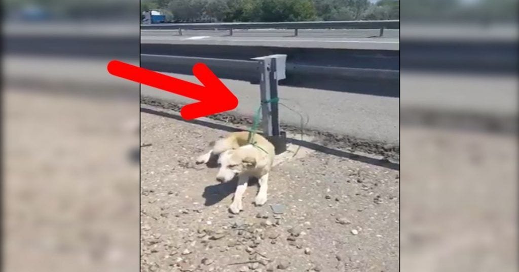 perro abandonado carretera