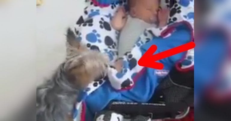 El perrito consigue arropar al bebé que duerme