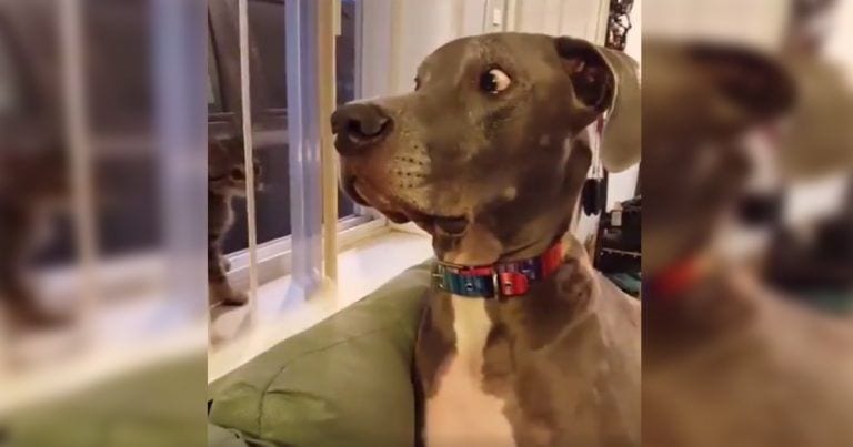 ¡Qué reacción que tiene el perro al ver a un pequeño gatito! ???