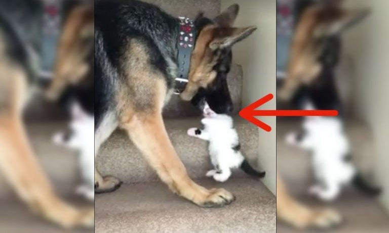 Este pastor alemán hace algo con un gato que te va a dejar sin respiración