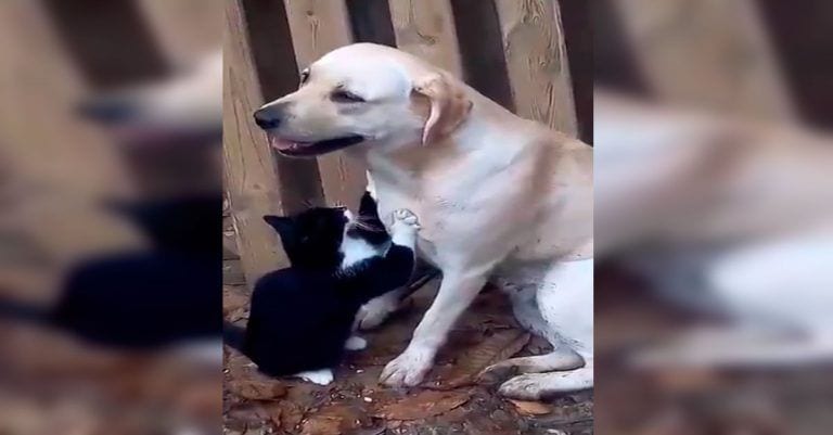 ¡El gato le da un masajito al perro! ¿¿??