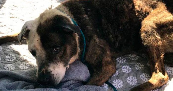 perro mayor abandonado