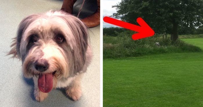 perro parque escondite