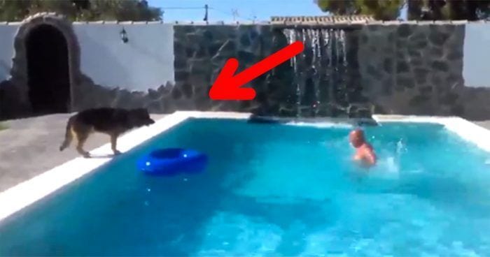 perro salva hombre piscina destacada
