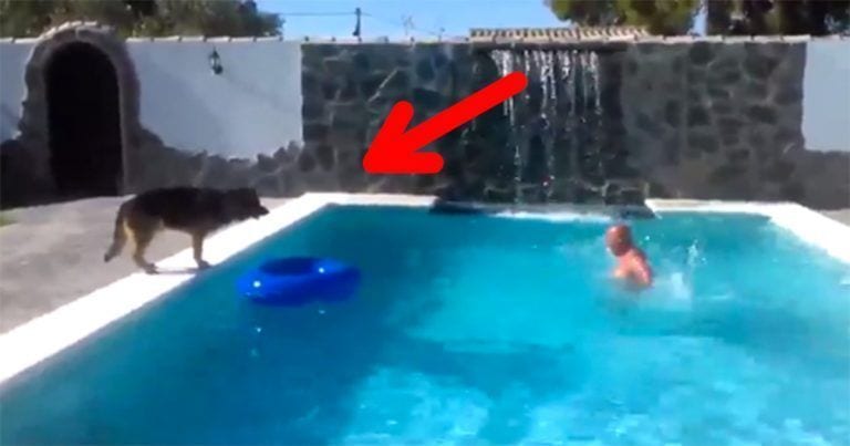 Los perros dan la vida por nosotros: mira como «rescata» a su dueño