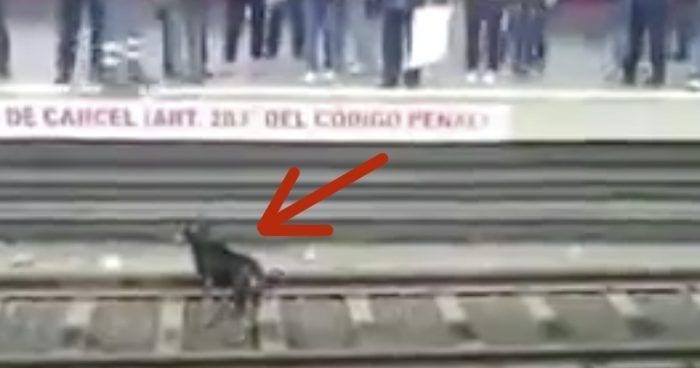 perro via metro destacada