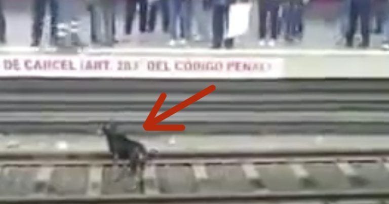 Un perro aparece en la vía del metro y se viven momentos de tensión hasta que alguien decide actuar