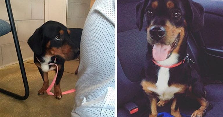 5 maravillosos antes y después de perros que han sido adoptados