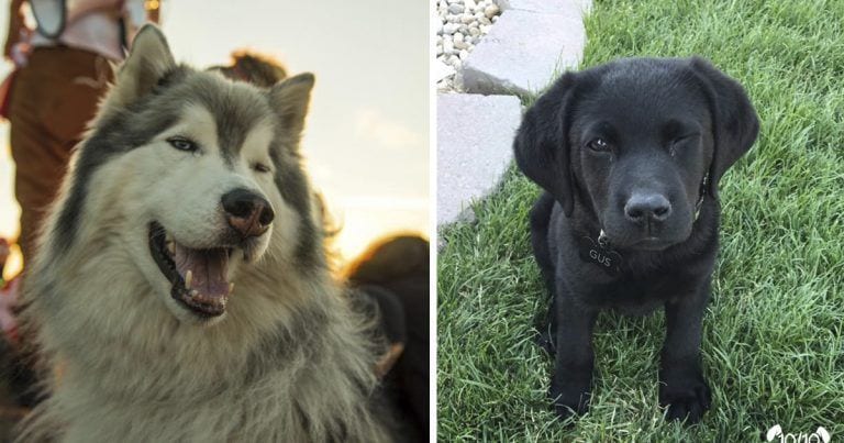 10 perros que ligan mejor que tú