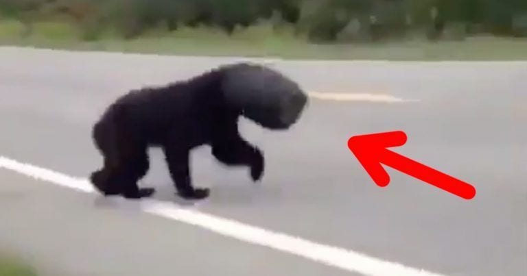 ¿Qué harías si te encuentras a un oso con un cubo en la cabeza?