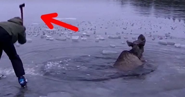 5 casos de héroes que salvan la vida a animales salvajes