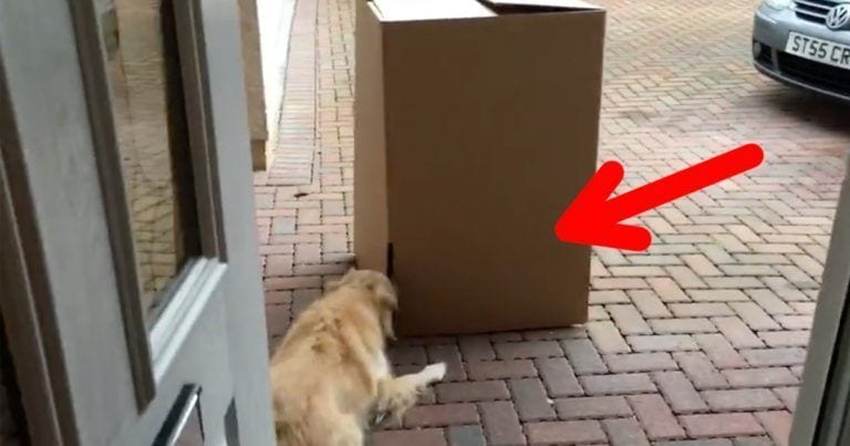 Ella quiso sorprender a su perro al que tanto echaba de menos