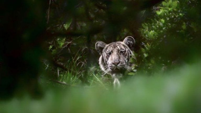 Fotografían a un tigre pálido en libertad por primera vez