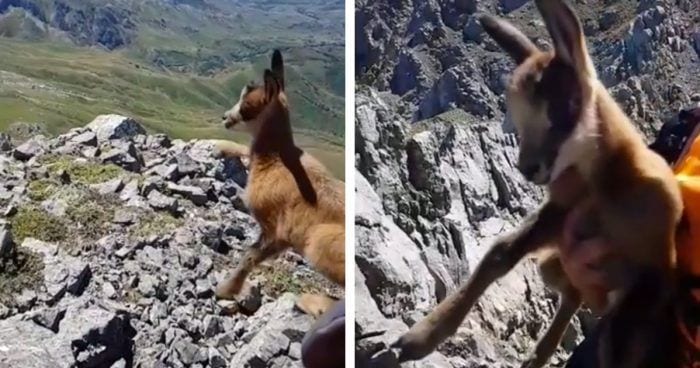 tocar animales salvajes