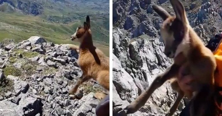 ¡¿¡Nunca?!?, bajo ningún concepto, debes tocar a un animal salvaje