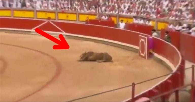 Un toro sufre una fuerte herida al salir a la plaza y nadie hace nada por ayudarle