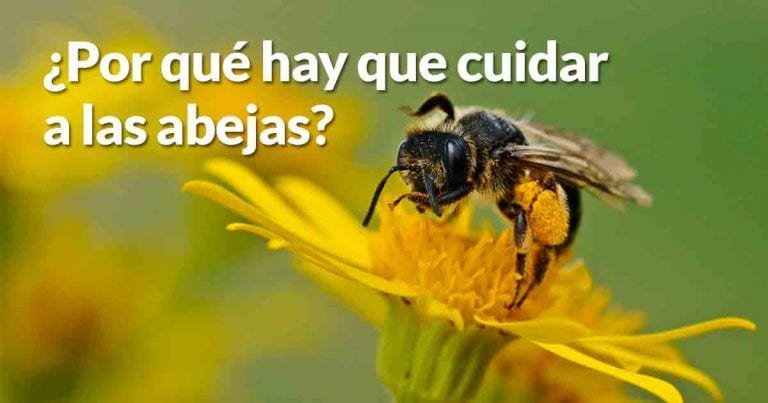 ¿Temes a las abejas? Descubre por qué debes protegerlas