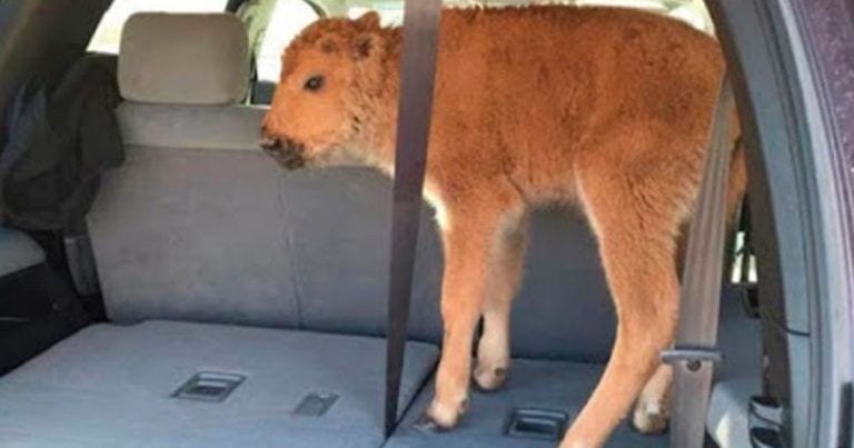 Dos turistas intentaron ayudar a este bisonte, pero en realidad lo sentenciaron a muerte