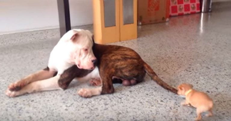 La sorprendente pelea entre un bulldog americano y un pequeño chihuahua