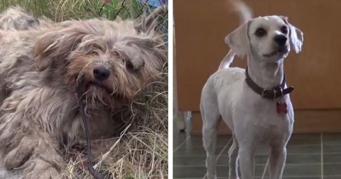 cambio perro rescatado