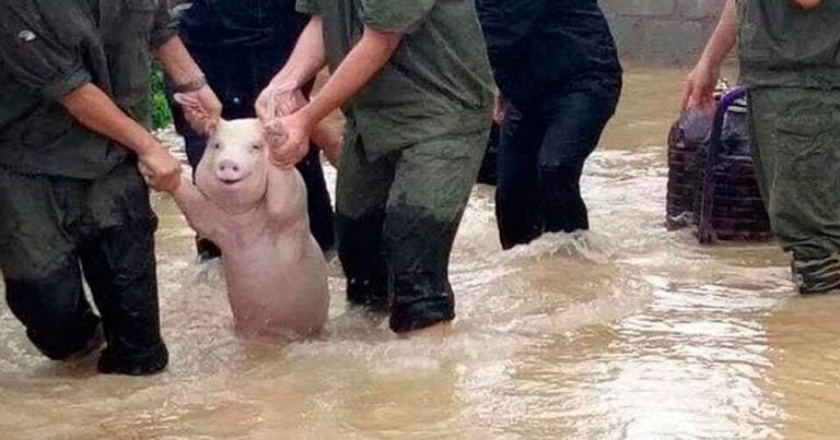 La imagen del cerdito que sonríe tiene un motivo de esperanza
