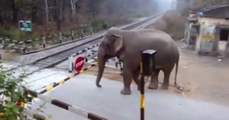 Por debajo y por arriba: un elefante se pasa las barreras del tren