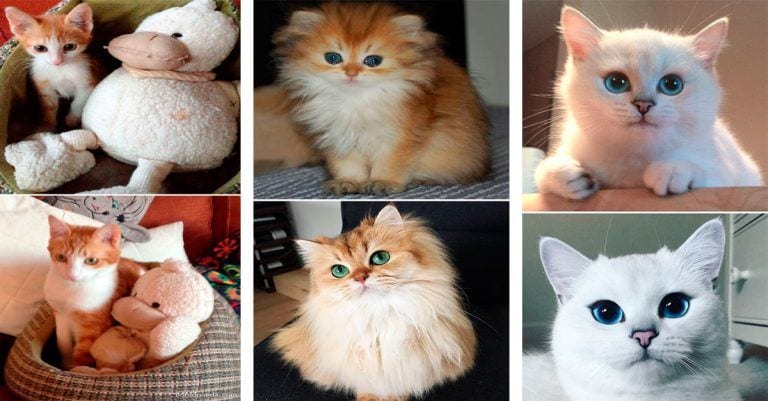 10 gatitos por los que ha pasado el tiempo