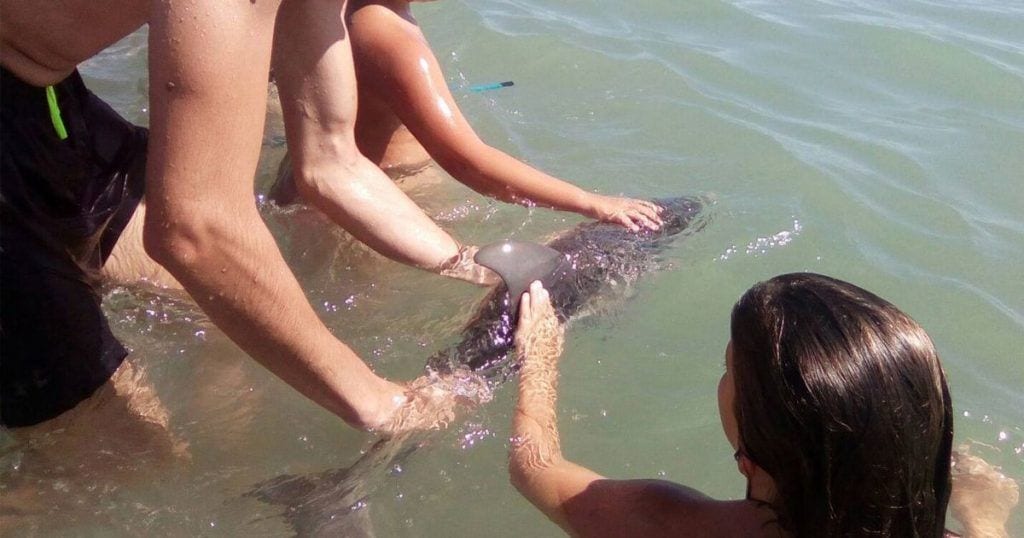 muerte delfin destacada