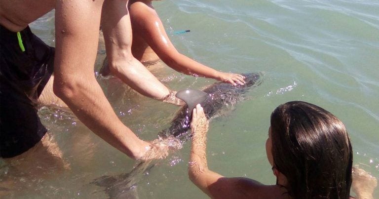 Muere una cría de delfín porque la gente prefirió hacerse fotos con ella antes que llamar a emergencias