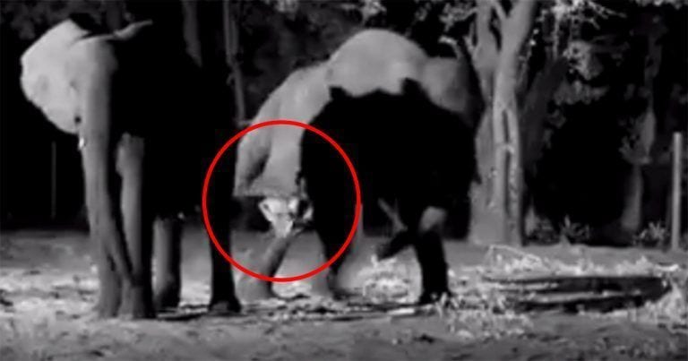 ¿Has visto alguna vez el nacimiento de un elefante?