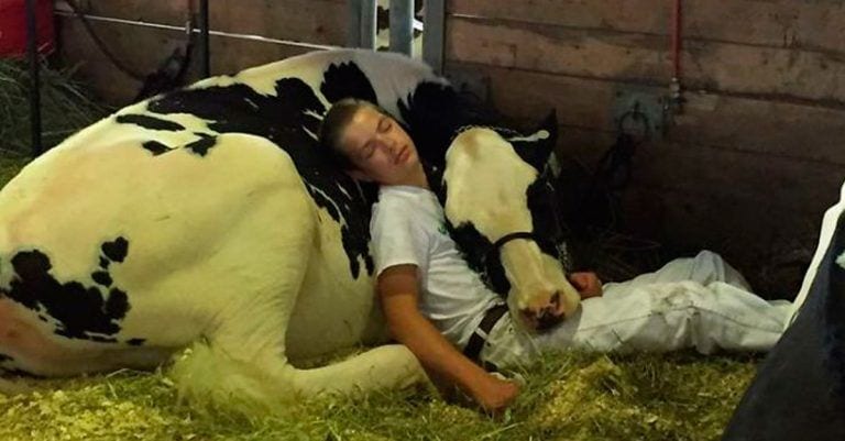 Un chico y una vaca: una lección de amor, respeto y ternura entre humanos y animales.