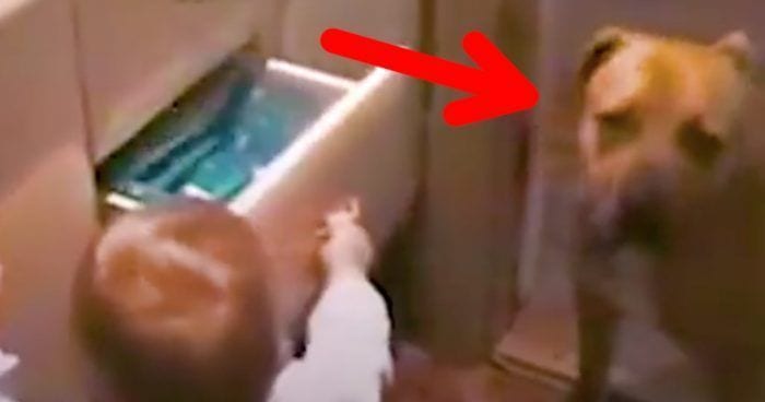 perro evita que nino abra cajon