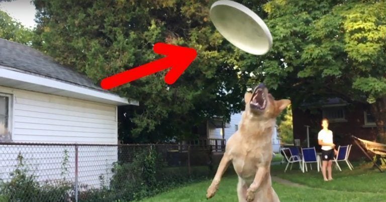 El perro se lanza a por su frisbee cuando de pronto ocurre algo inesperado