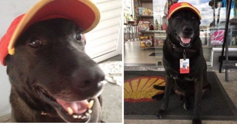 Fue abandonado en una gasolinera y acabaron contratándole para hacer un trabajo adorable