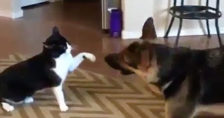Pelea entre un perro y un gato con final inesperado