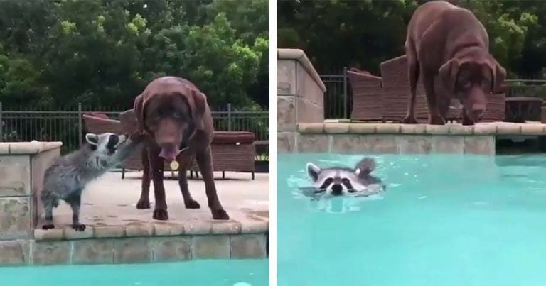Un perro se lanza a la piscina a cuidar de su amigo el mapache