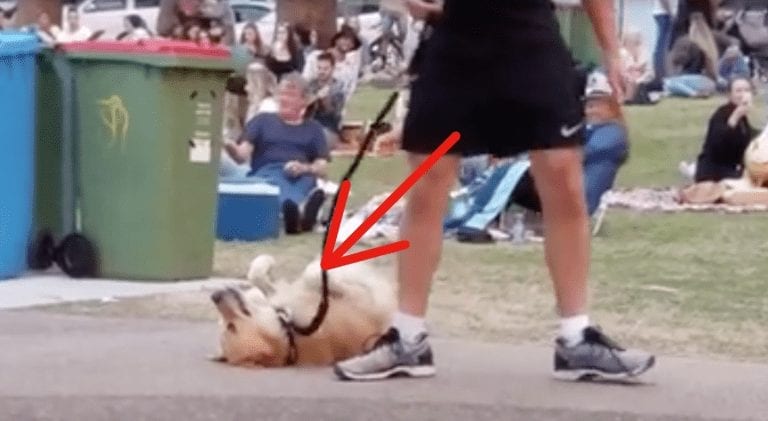 El perro no quiere irse del parque y consigue poner a todo el mundo de su parte