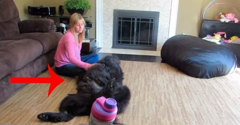 ¿Alguna vez has visto un perro que se parezca a un oso y ruja como un león?