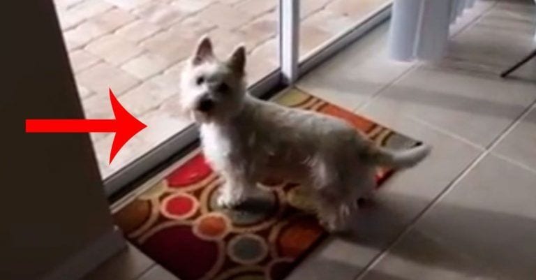 ¡Perrita loca por salir al jardín a bañarse!