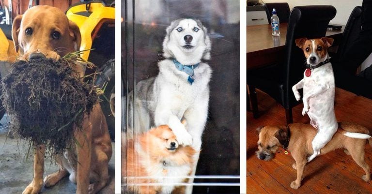 10 perros inmortalizados en el momento más gracioso