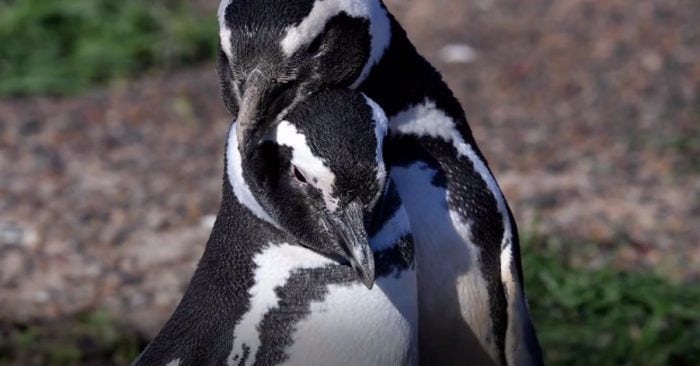 pinguinos sudamerica
