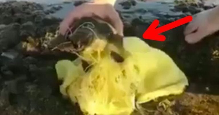 Lo que pasa cada vez que tiramos basura al mar