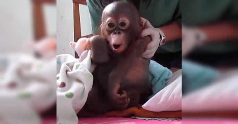 La conmovedora historia de un pequeño orangután, que fue encerrado nada más nacer