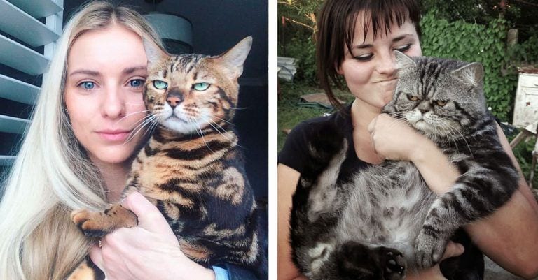 10 gatos que, definitivamente, están aburridos de los selfies